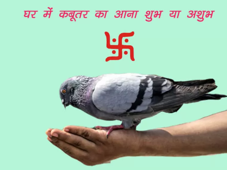घर में कबूतर आना शुभ या अशुभ : जानिए निचे पढ़कर